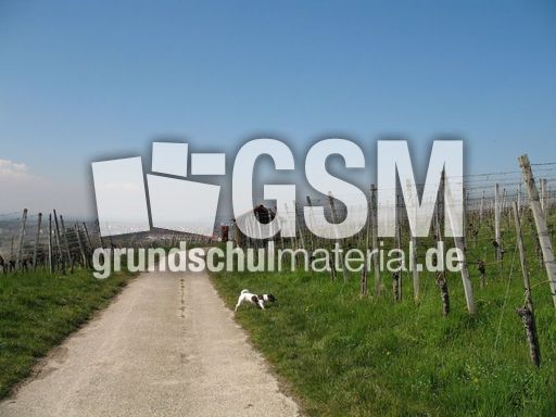 Weil am Rhein Weiler Weinweg 004.jpg